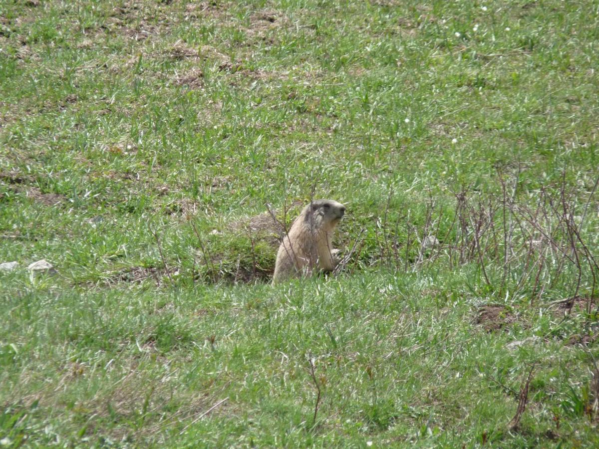 Les Marmottes D Estenc Buitenkant foto
